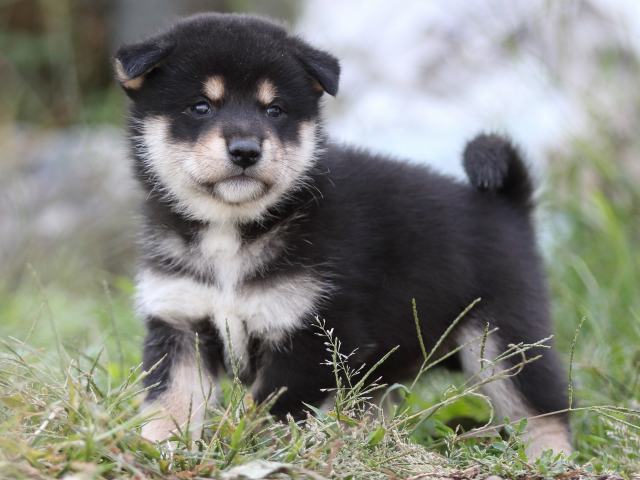 FP5A0185-puupy-shibainu FP5A0185-puupy-shibainu