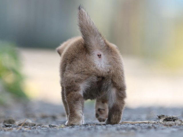 FP5A0205-puupy-shibainu FP5A0205-puupy-shibainu