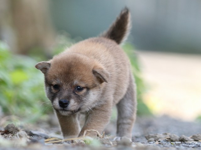 FP5A0214-puupy-shibainu FP5A0214-puupy-shibainu