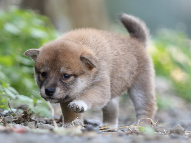 FP5A0216-puupy-shibainu FP5A0216-puupy-shibainu
