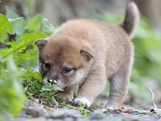FP5A0223-puupy-shibainu FP5A0223-puupy-shibainu