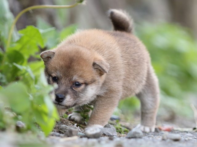 FP5A0225-puupy-shibainu FP5A0225-puupy-shibainu