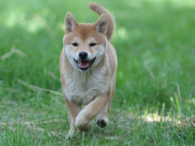 FP5A0331-puupy-shibainu FP5A0331-puupy-shibainu