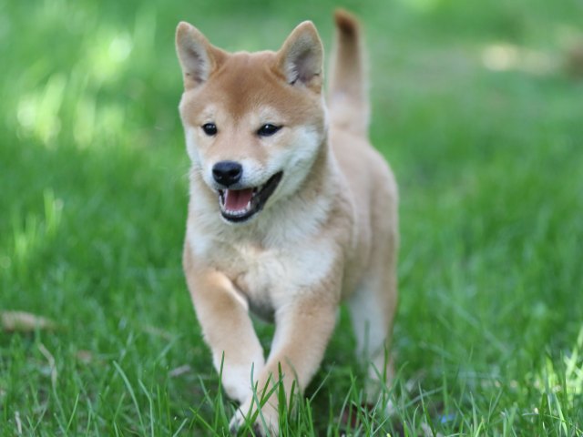 FP5A0340-puupy-shibainu FP5A0340-puupy-shibainu