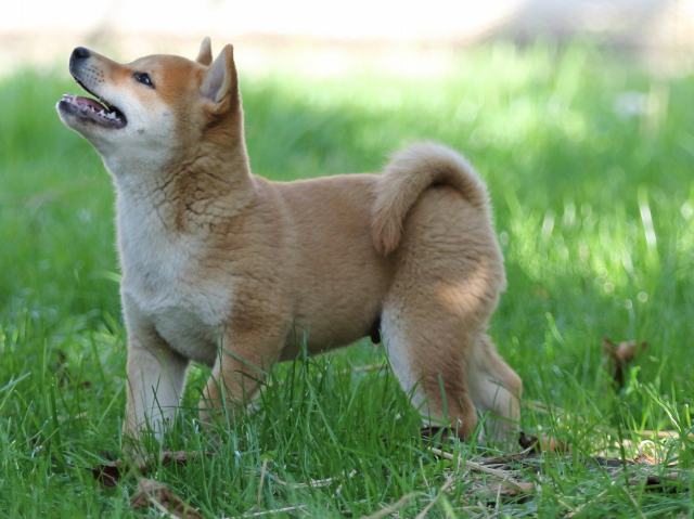 FP5A0347-puupy-shibainu FP5A0347-puupy-shibainu
