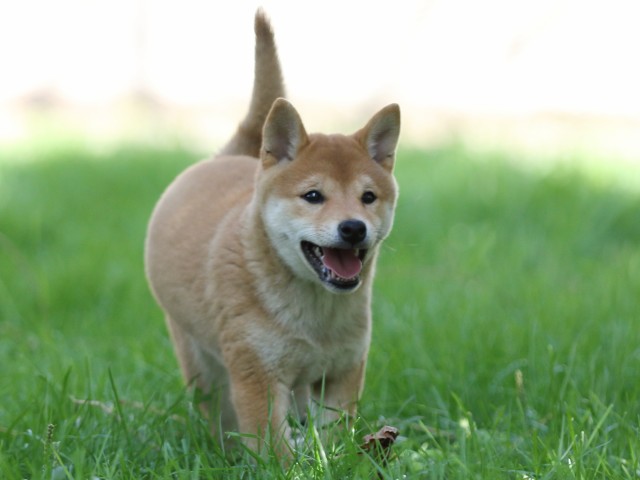 FP5A0401-puupy-shibainu FP5A0401-puupy-shibainu