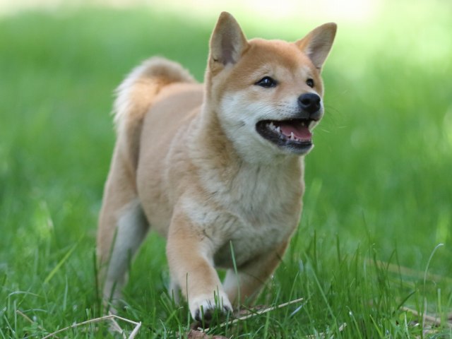 FP5A0410-puupy-shibainu FP5A0410-puupy-shibainu