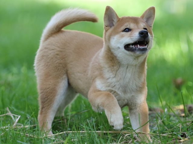 FP5A0413-puupy-shibainu FP5A0413-puupy-shibainu