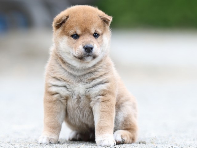 FP5A0866-puupy-shibainu FP5A0866-puupy-shibainu