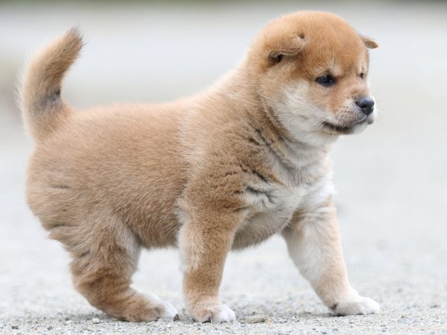 FP5A0883-puupy-shibainu FP5A0883-puupy-shibainu