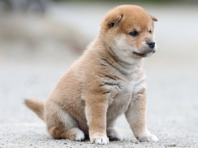 FP5A0885-puupy-shibainu FP5A0885-puupy-shibainu