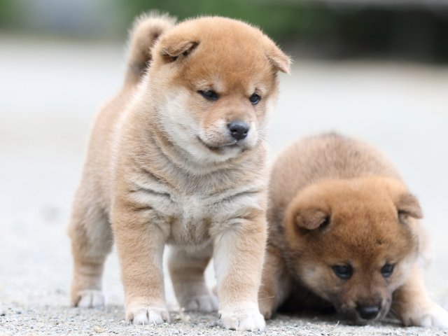 FP5A0893-puupy-shibainu FP5A0893-puupy-shibainu