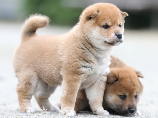 FP5A0904-puupy-shibainu FP5A0904-puupy-shibainu