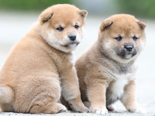 FP5A0911-puupy-shibainu FP5A0911-puupy-shibainu