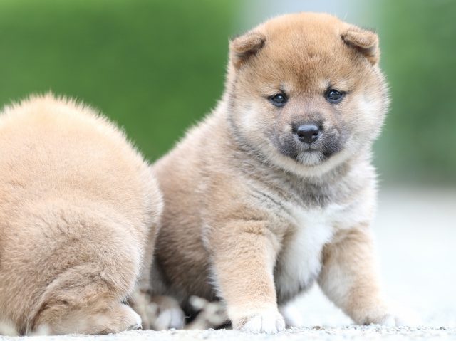 FP5A0919-puupy-shibainu FP5A0919-puupy-shibainu