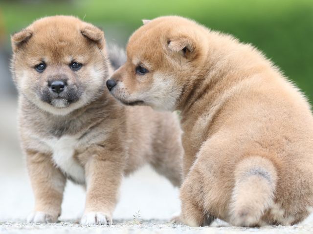 FP5A0922-puupy-shibainu FP5A0922-puupy-shibainu