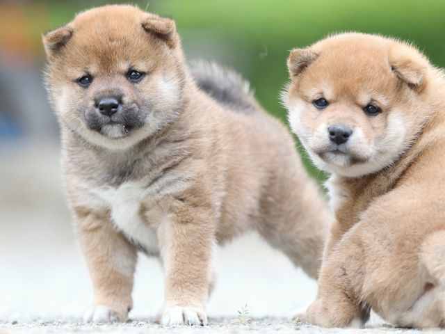 FP5A0930-puupy-shibainu FP5A0930-puupy-shibainu