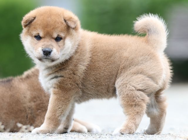 FP5A0933-puupy-shibainu FP5A0933-puupy-shibainu
