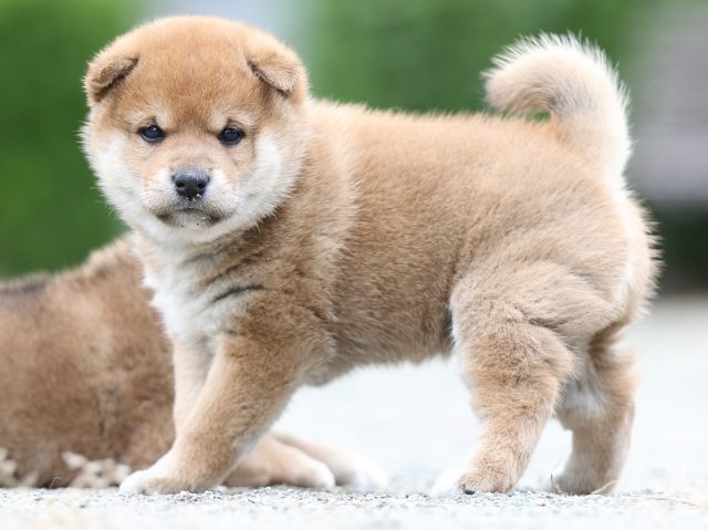 FP5A0937-puupy-shibainu FP5A0937-puupy-shibainu