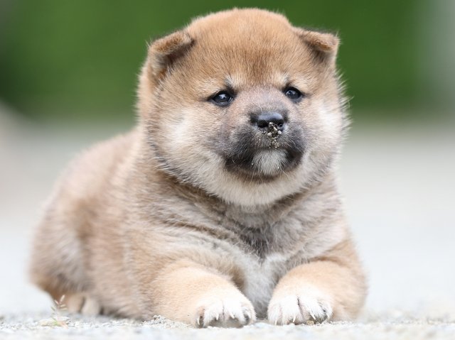 FP5A0960-puupy-shibainu FP5A0960-puupy-shibainu