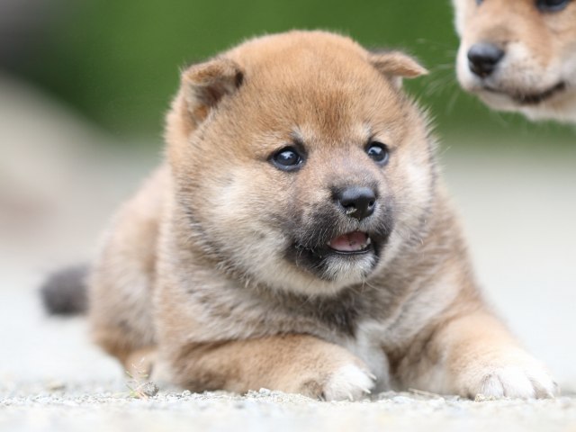 FP5A0975-puupy-shibainu FP5A0975-puupy-shibainu