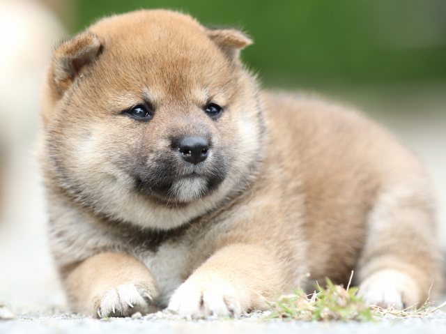 FP5A0996-puupy-shibainu FP5A0996-puupy-shibainu