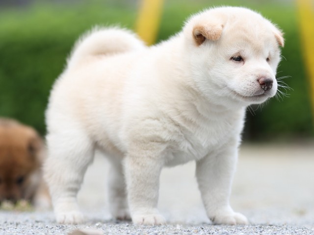 FP5A1009-puupy-shibainu FP5A1009-puupy-shibainu