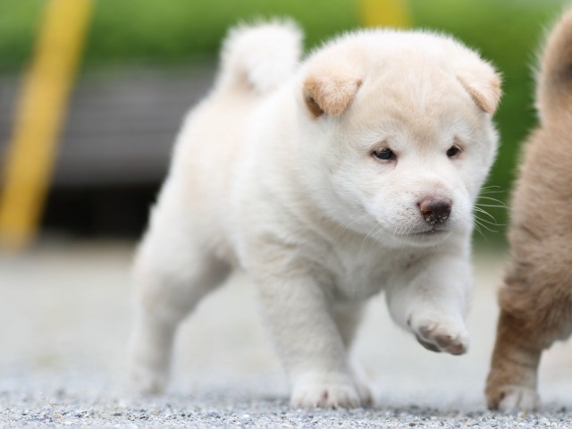 FP5A1024-puupy-shibainu FP5A1024-puupy-shibainu