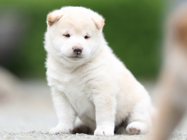 FP5A1034-puupy-shibainu FP5A1034-puupy-shibainu
