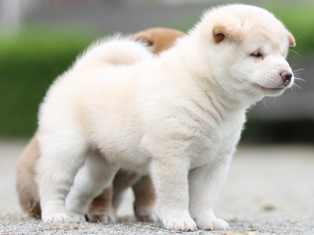 FP5A1052-puupy-shibainu FP5A1052-puupy-shibainu