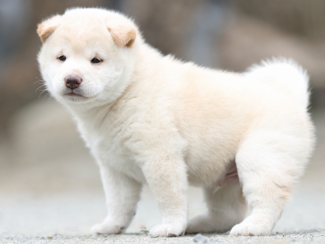 FP5A1071-puupy-shibainu FP5A1071-puupy-shibainu