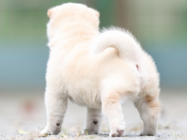 FP5A1073-puupy-shibainu FP5A1073-puupy-shibainu