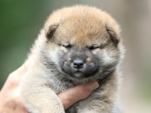 FP5A1096-puupy-shibainu FP5A1096-puupy-shibainu