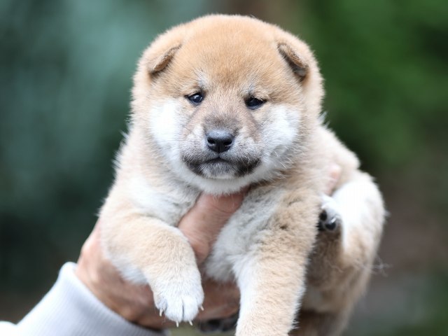 FP5A1114-puupy-shibainu FP5A1114-puupy-shibainu