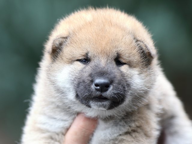FP5A1119-puupy-shibainu FP5A1119-puupy-shibainu
