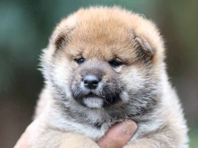FP5A1130-puupy-shibainu FP5A1130-puupy-shibainu