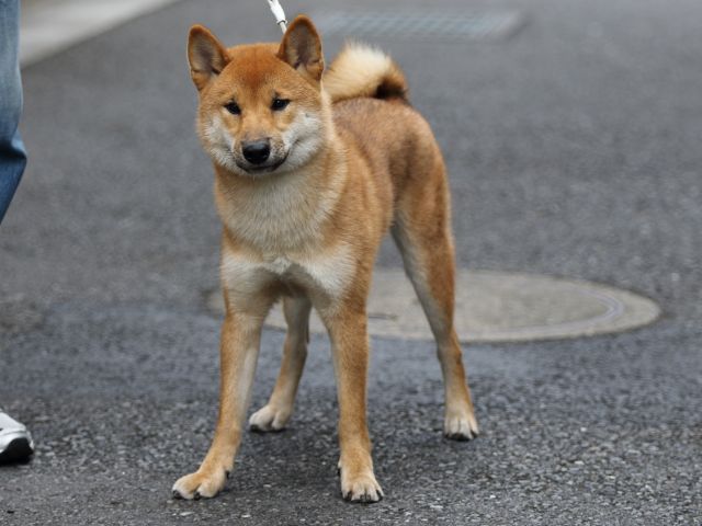 FP5A1142-puupy-shibainu FP5A1142-puupy-shibainu