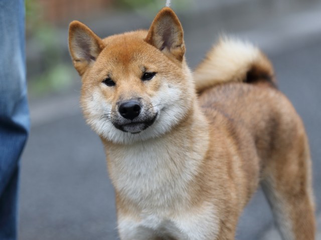 FP5A1151-puupy-shibainu FP5A1151-puupy-shibainu