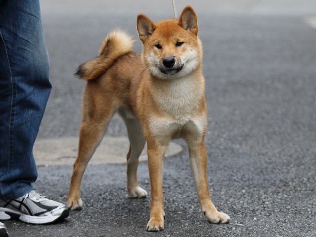 FP5A1153-puupy-shibainu FP5A1153-puupy-shibainu