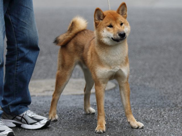 FP5A1156-puupy-shibainu FP5A1156-puupy-shibainu