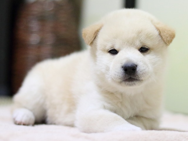 FP5A1175-puupy-shibainu FP5A1175-puupy-shibainu