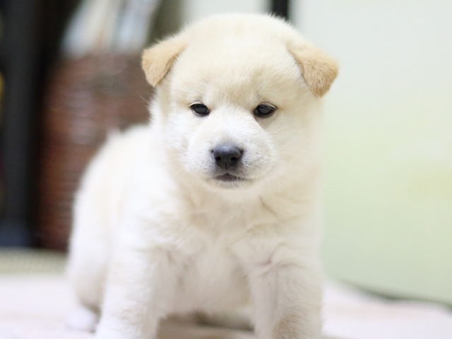 FP5A1181-puupy-shibainu FP5A1181-puupy-shibainu