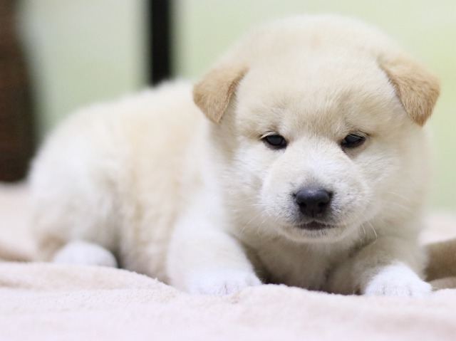 FP5A1187-puupy-shibainu FP5A1187-puupy-shibainu