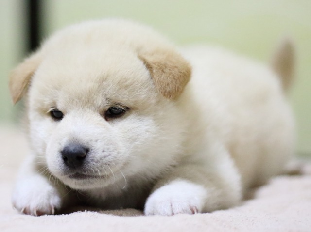 FP5A1197-puupy-shibainu FP5A1197-puupy-shibainu