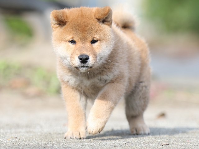 FP5A1215-puupy1-shibainu FP5A1215-puupy1-shibainu