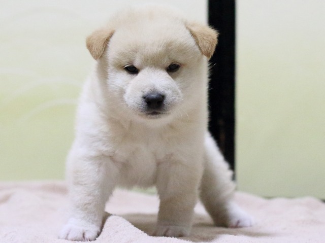 FP5A1230-puupy-shibainu FP5A1230-puupy-shibainu