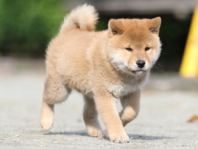 FP5A1251-puupy1-shibainu FP5A1251-puupy1-shibainu