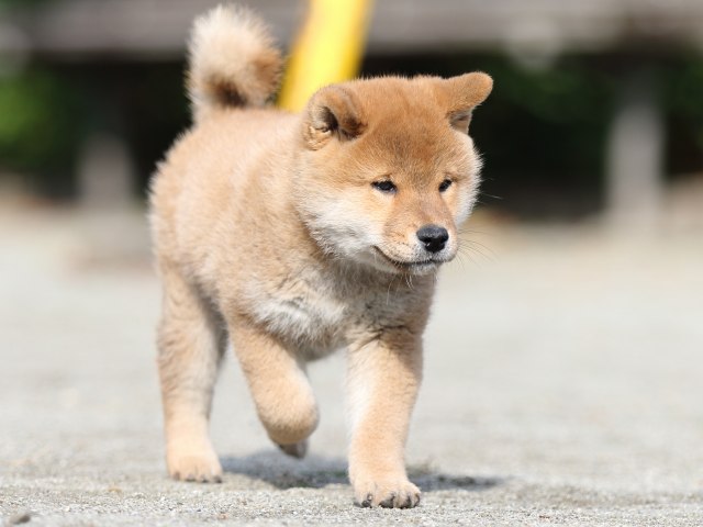 FP5A1289-puupy1-shibainu FP5A1289-puupy1-shibainu