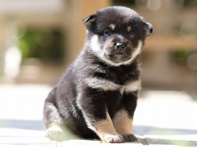 FP5A1324-puupy-shibainu FP5A1324-puupy-shibainu