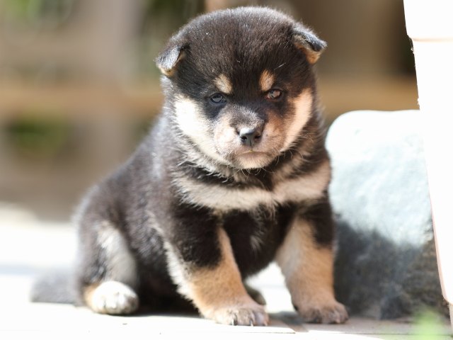FP5A1387-puupy-shibainu FP5A1387-puupy-shibainu